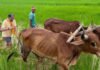 अपनी माटी और खेती-किसानी से मुख्यमंत्री विष्णु देव साय का आत्मीय जुड़ाव